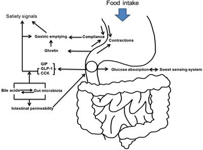 What Has Bariatric Surgery Taught Us About the Role of the Upper Gastrointestinal Tract in the Regulation of Postprandial Glucose Metabolism?